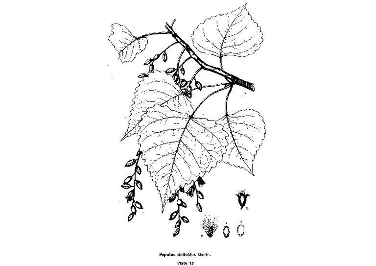 东部胡杨木.jpg 东部胡杨木