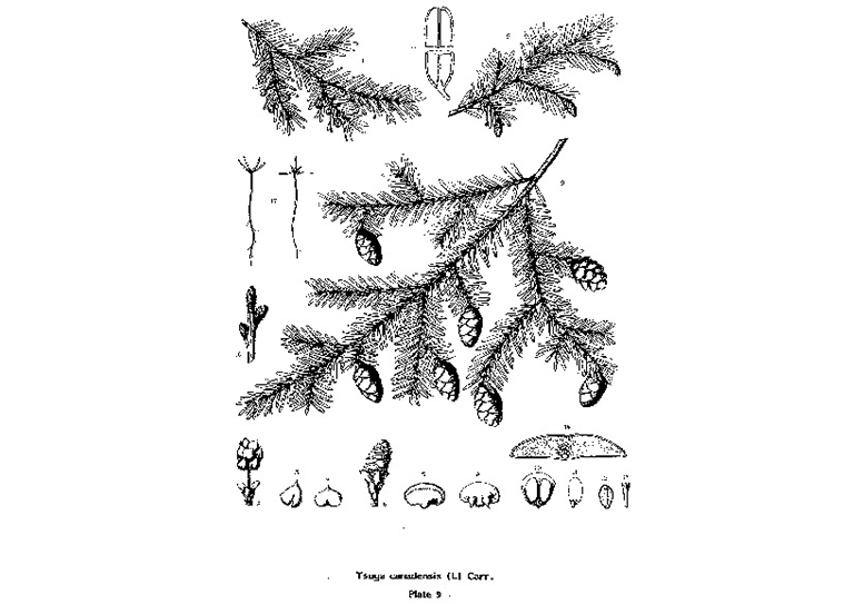 东部铁杉.jpg 东部铁杉