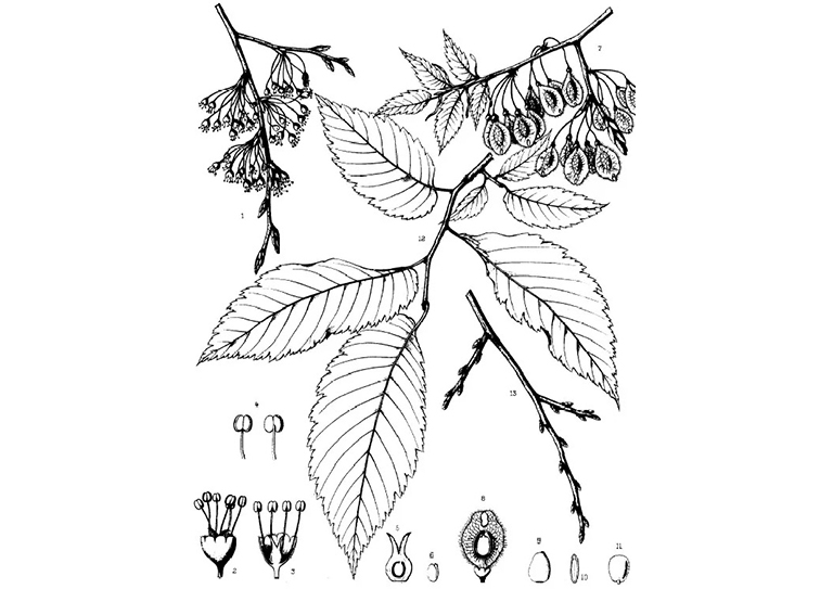 美国榆.jpg 美国榆