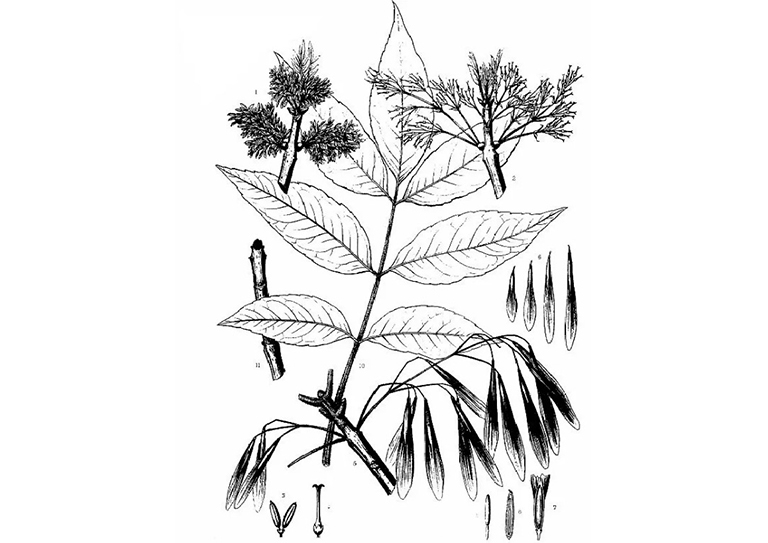 绿灰 水曲柳.jpg 绿灰 水曲柳