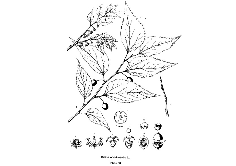 朴树 西芹.jpg 朴树 西芹