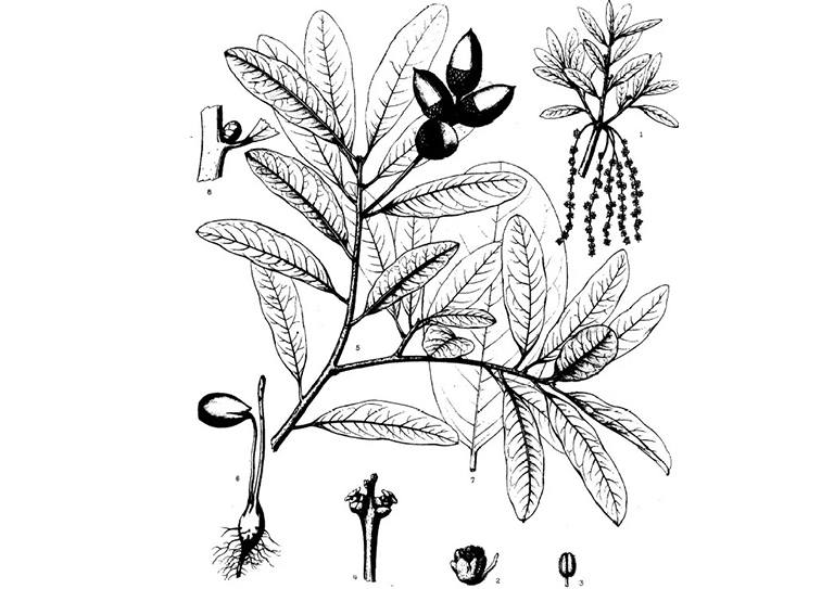 吉尼亚州橡树栎.jpg 吉尼亚州橡树栎