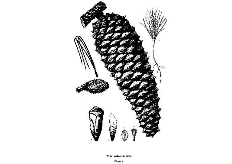 长叶松.jpg 长叶松