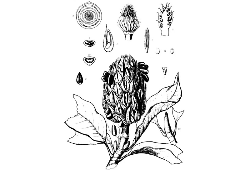 玉兰南部木兰.jpg 玉兰南部木兰