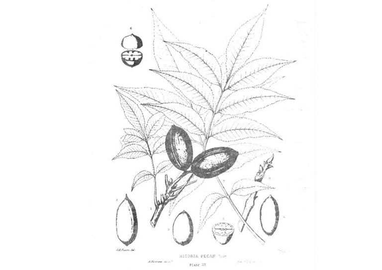 美国山核桃.jpg 美国山核桃