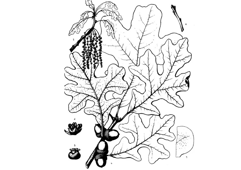 橡树栎.jpg 橡树栎