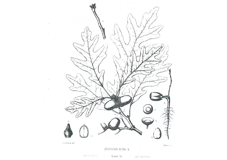 白橡树.jpg 白橡树