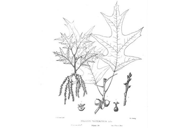 南部的红橡树.jpg 南部的红橡树