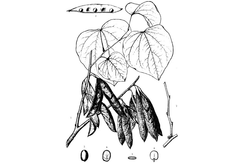 加拿大紫荆.jpg 加拿大紫荆