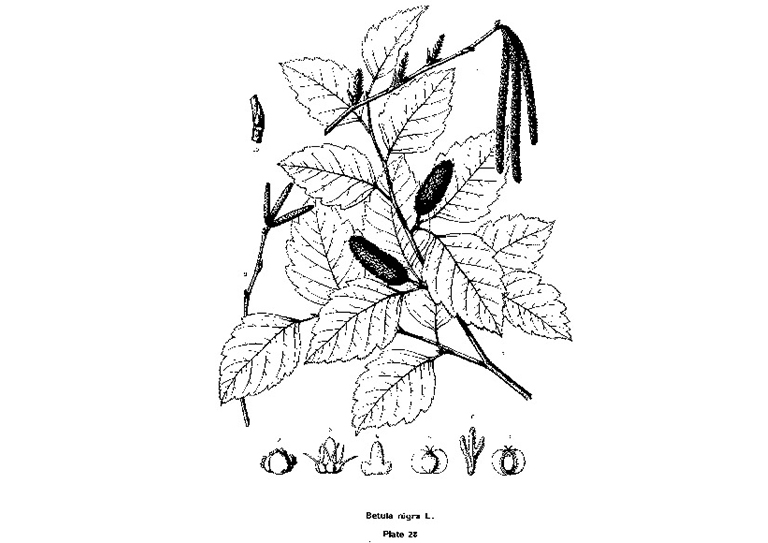 桦木 黑桦.jpg 桦木 黑桦