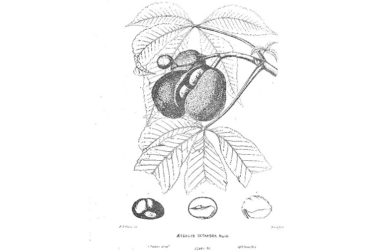 黄色七叶树.jpg 黄色七叶树