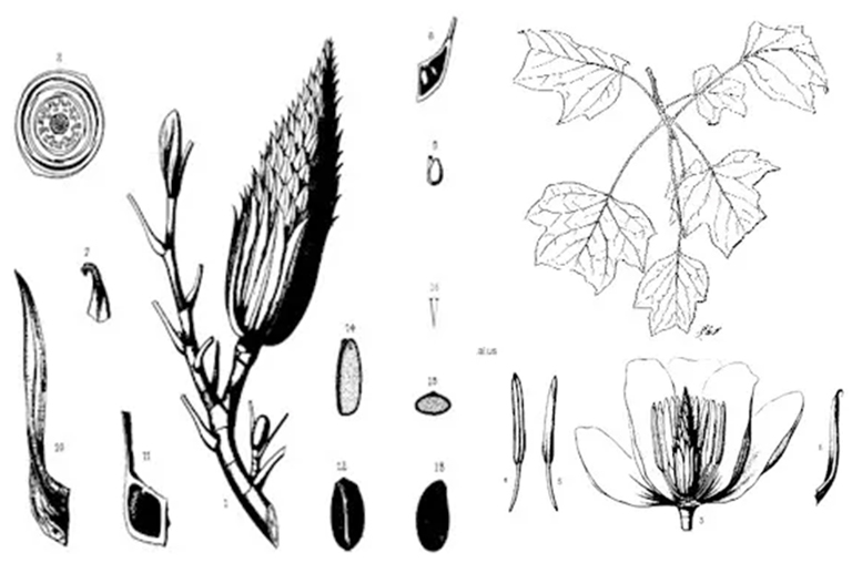 黄杨树.jpg 黄杨树