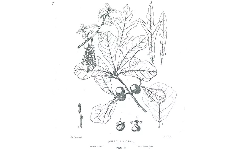 水橡树.jpg 水橡树