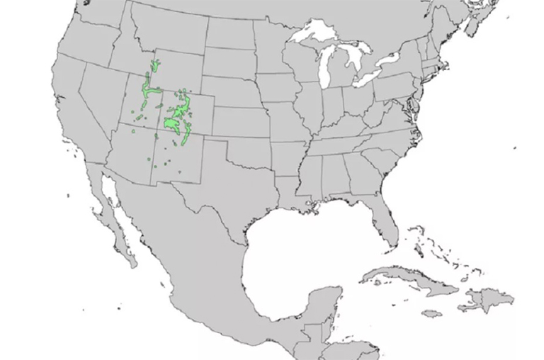 蓝云杉范围.jpg 蓝云杉范围