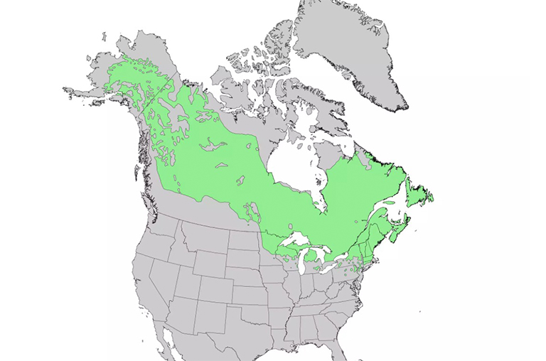 黑云杉范围.jpg 黑云杉范围