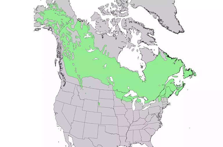 白云杉范围.jpg 白云杉范围