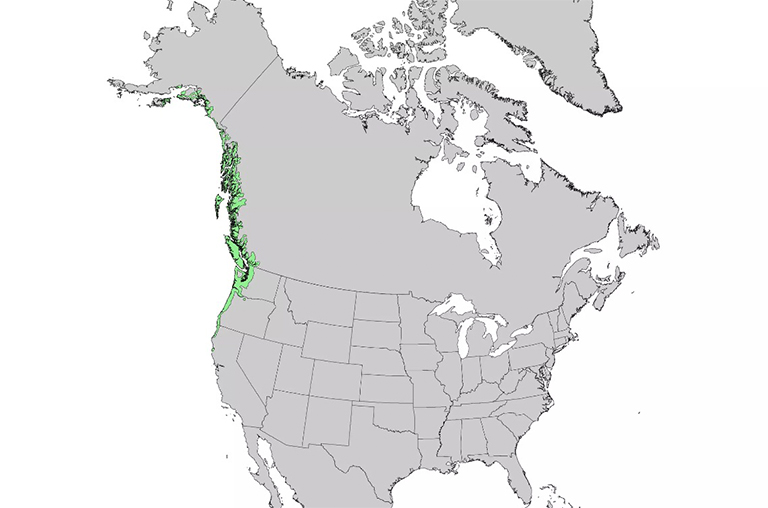 Sitka云杉范围.jpg Sitka云杉范围