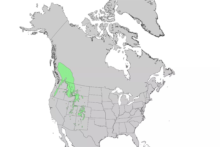 恩格尔曼云杉系列.jpg 恩格尔曼云杉系列