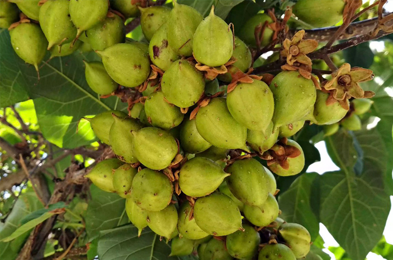 皇家泡桐或公主树.jpg 皇家泡桐或公主树