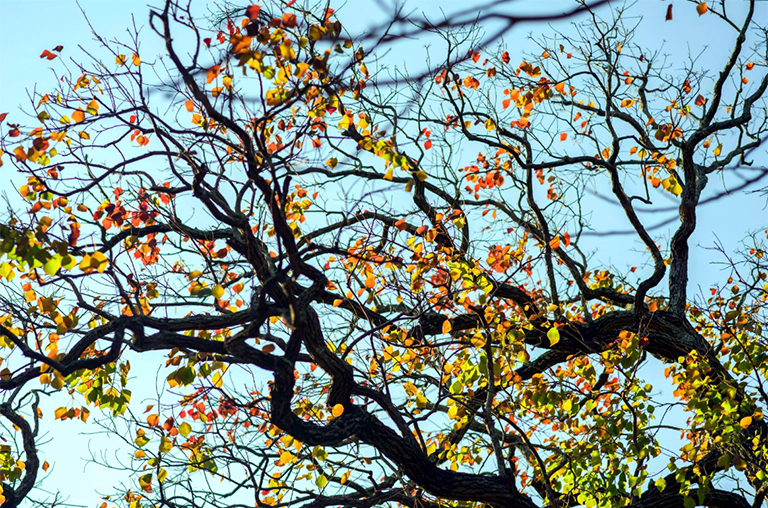 牛油树或爆米花树.jpg 牛油树或爆米花树