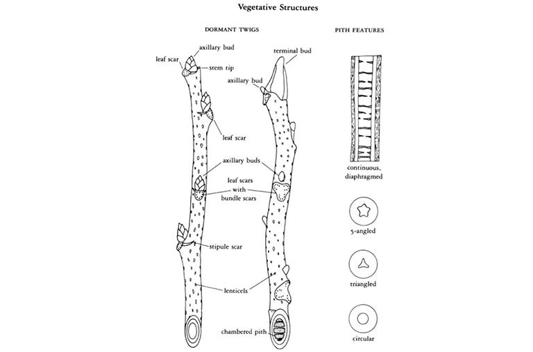 休眠冬树标记照片.jpg 休眠冬树标记照片