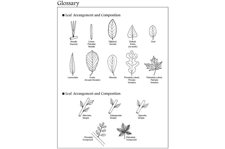 叶子和树枝的安排图.jpg 叶子和树枝的安排图