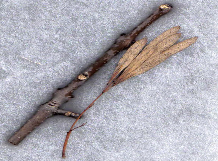 灰树枝和水果.jpg 灰树枝和水果