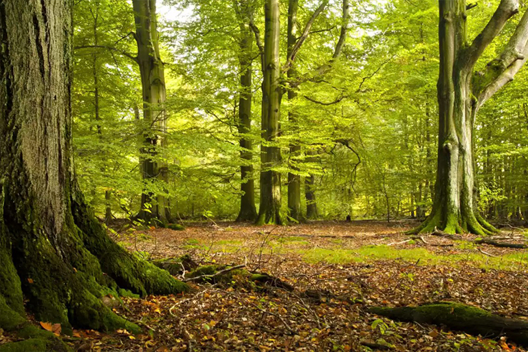 美国山毛榉树皮.jpg 美国山毛榉树皮