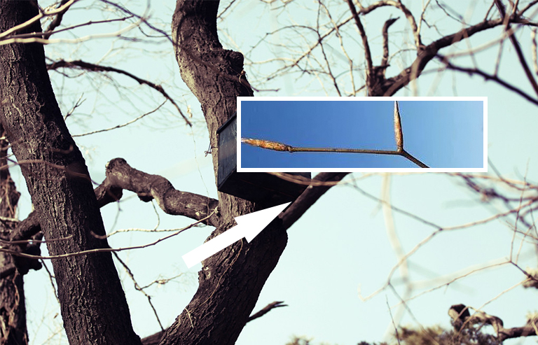 山毛榉树枝芽.jpg 山毛榉树枝芽