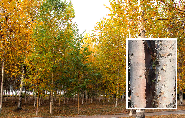 白桦树皮.jpg 白桦树皮