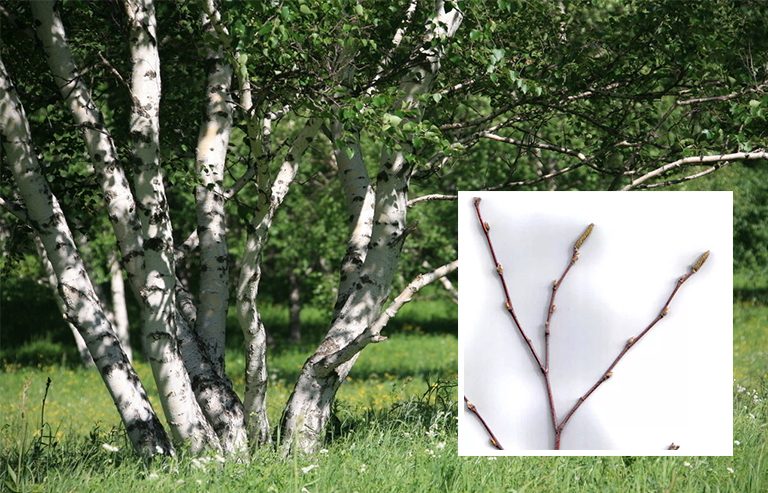 桦树枝杈.jpg 桦树枝杈