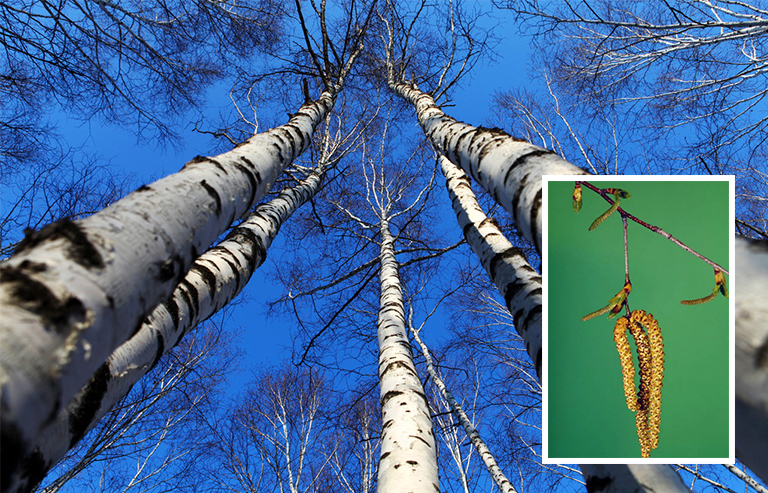 桦树枝杈.jpg 桦树枝杈