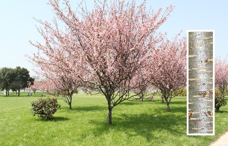 樱桃树枝.jpg 樱桃树枝