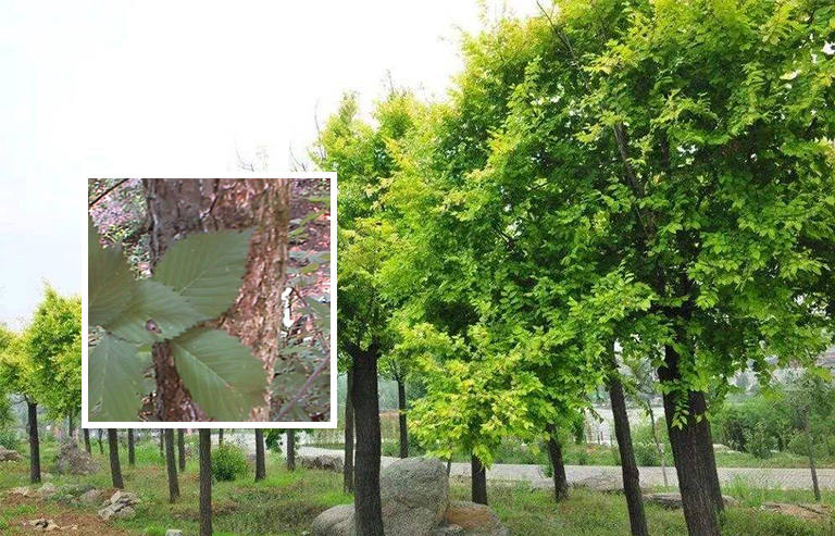 榆树皮与夏叶.jpg 榆树皮与夏叶