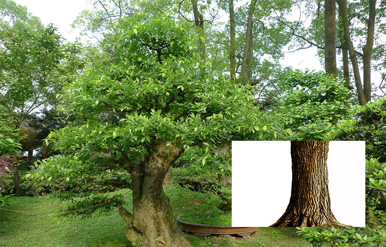 美国榆树树干和树皮.jpg 美国榆树树干和树皮