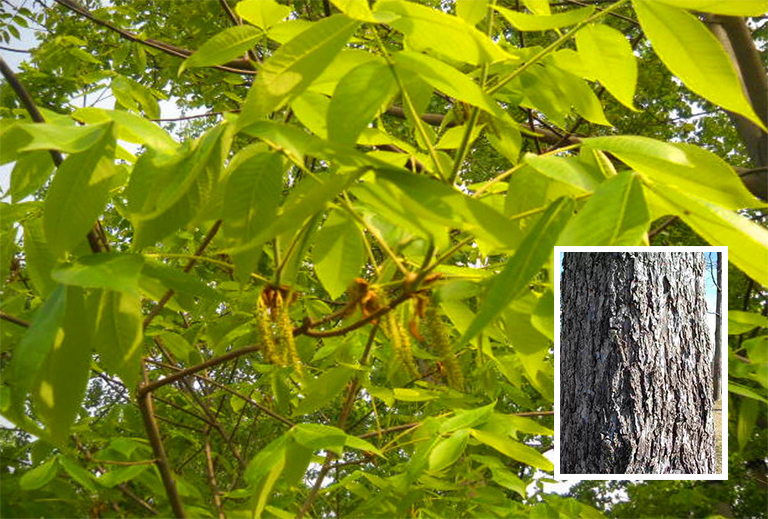 山核桃树皮.jpg 山核桃树皮