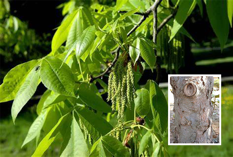 木兰树皮.jpg 木兰树皮