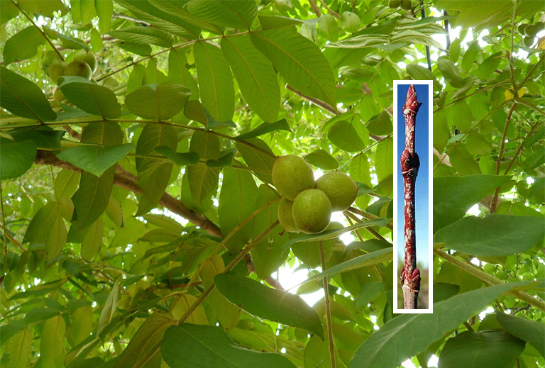 枫树枝.jpg 枫树枝