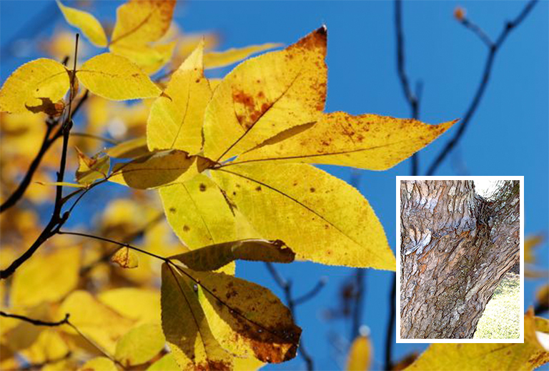 银枫树皮.jpg 银枫树皮