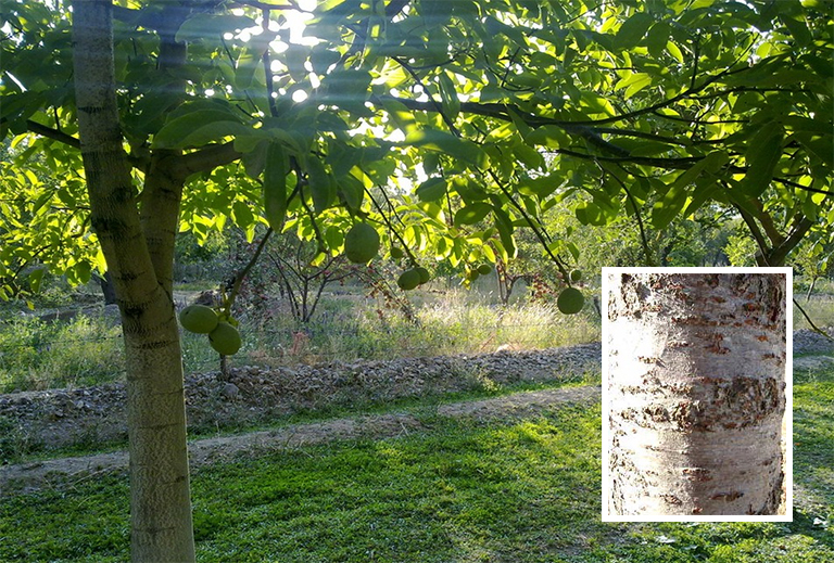 红枫树皮.jpg 红枫树皮