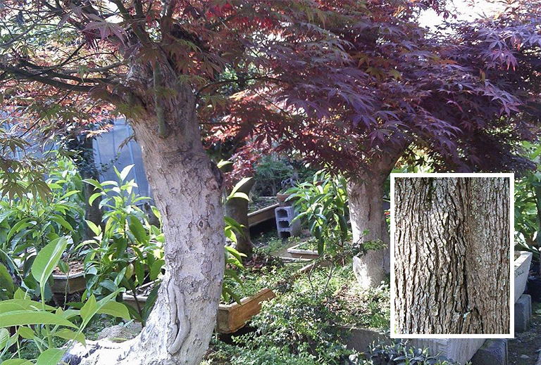 红枫树皮和树干.jpg 红枫树皮和树干