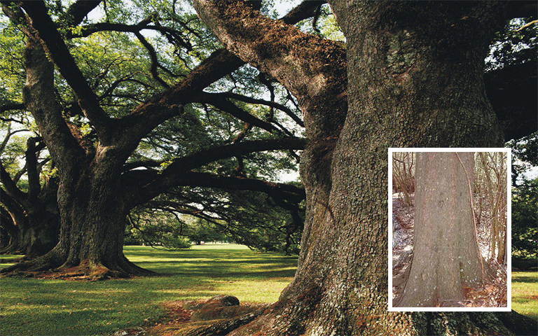 水橡树皮.jpg 水橡树皮