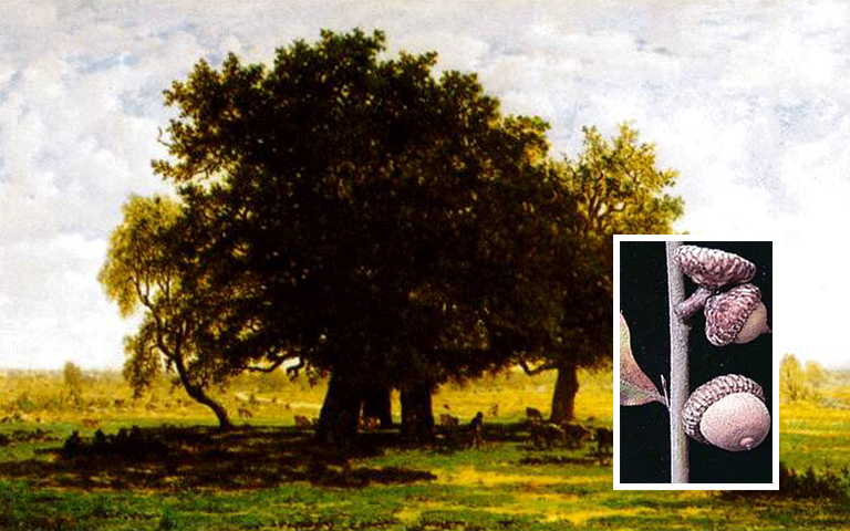 樱桃树皮橡子橡子.jpg 樱桃树皮橡子橡子