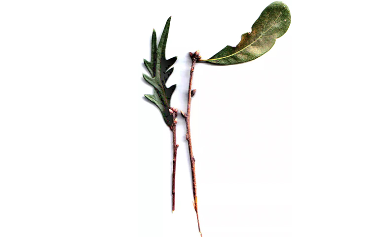 持久性橡树枝.jpg 持久性橡树枝