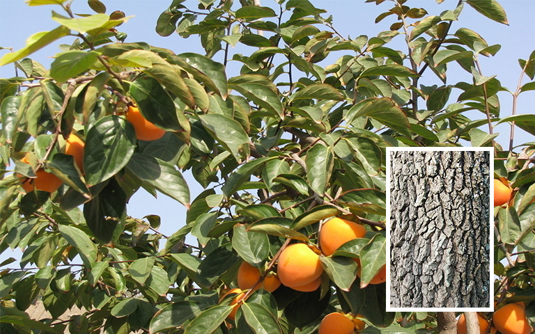 柿树皮.jpg 柿树皮