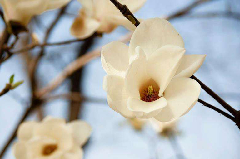 木兰花树.jpg 木兰花树