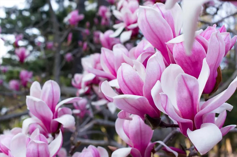 木兰花树.jpg 木兰花树