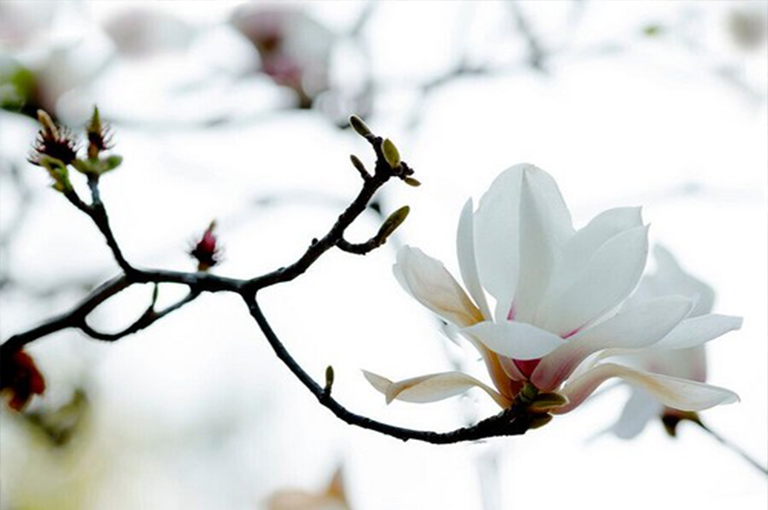 木兰花树.jpg 木兰花树