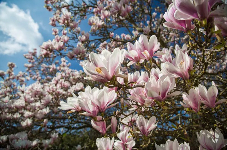 木兰花树.jpg 木兰花树