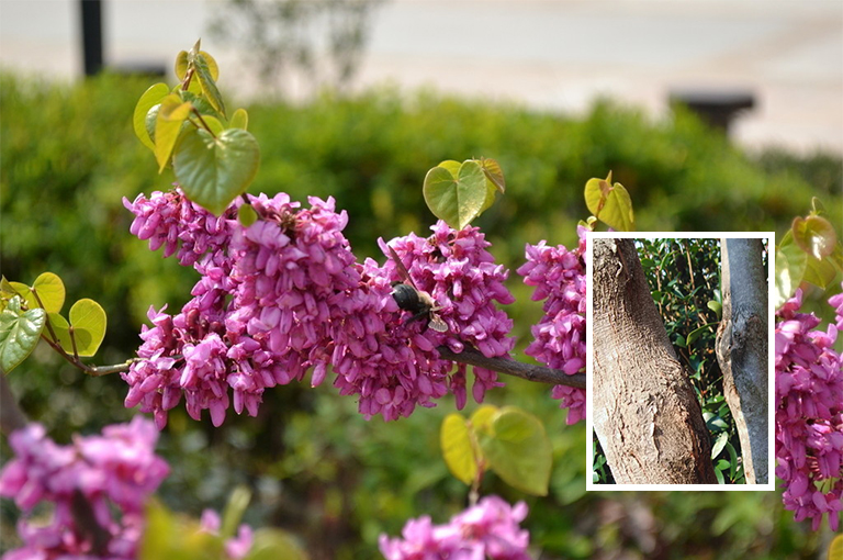 紫荆花树皮.jpg 紫荆花树皮